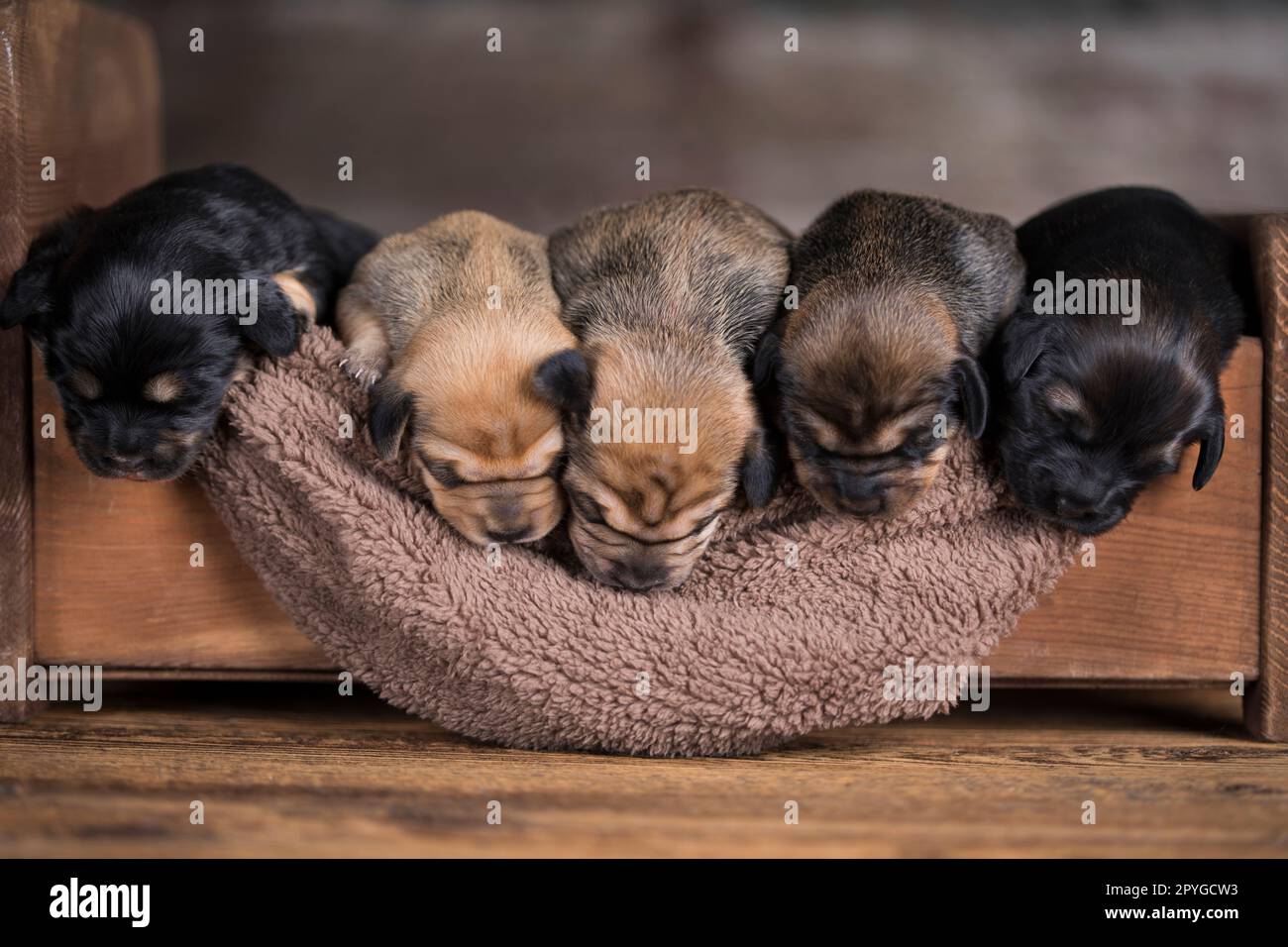 La piccola razza di cuccioli sta dormendo Foto Stock