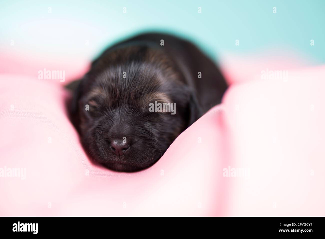 Un bel cagnolino dorme su una coperta rosa Foto Stock