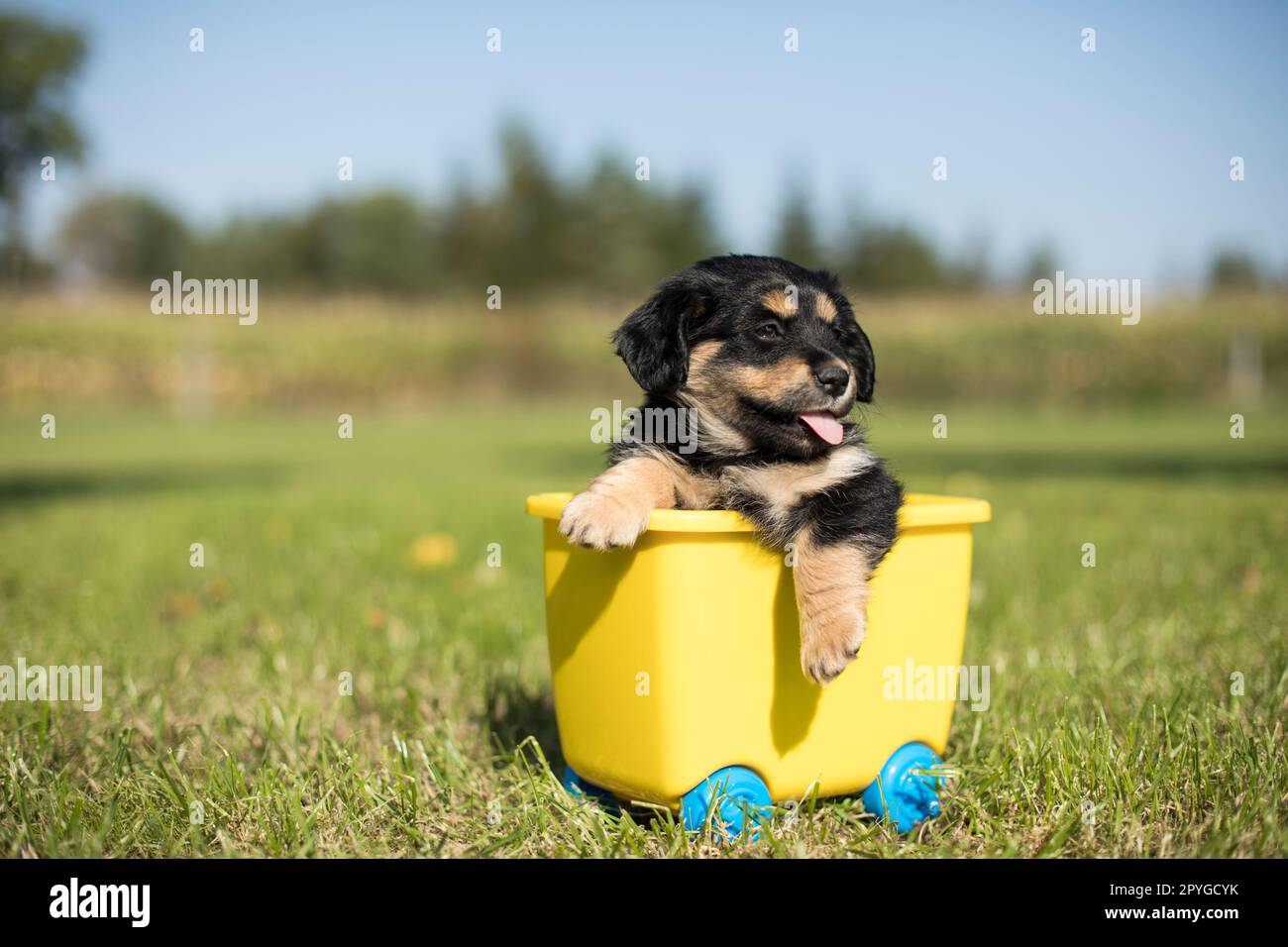 Piccolo cane in un vagone giocattolo sull'erba Foto Stock