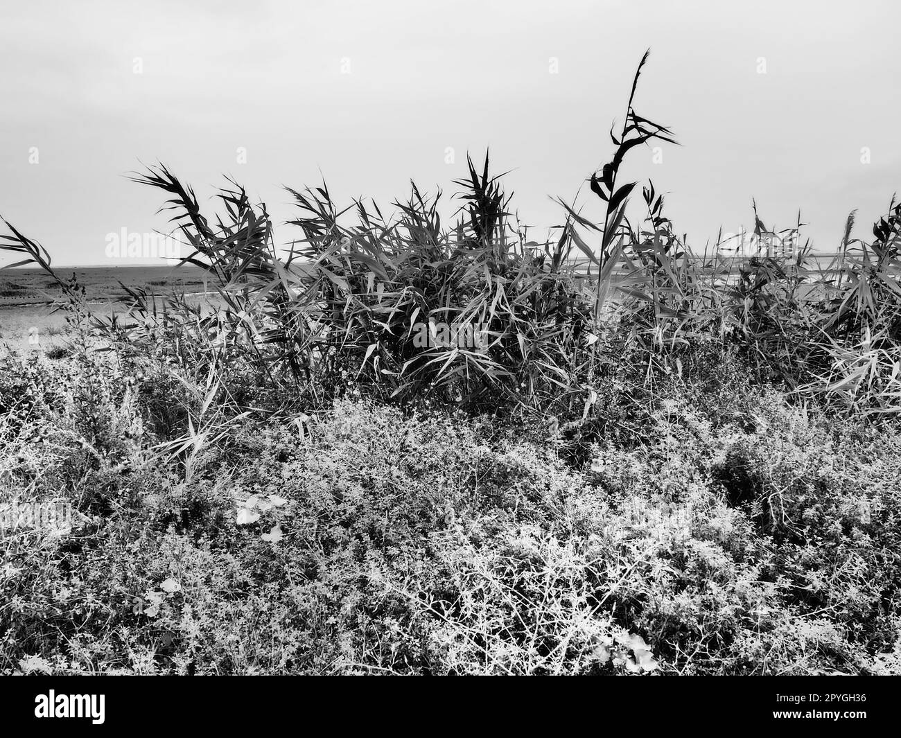 Canna comune, o canna meridionale, Phragmites australis, un'alta erba perenne del genere canna. Flora dell'estuario. Bianco e nero. Terreni con acque sotterranee stagnanti. Tempo tempestoso. Foto Stock