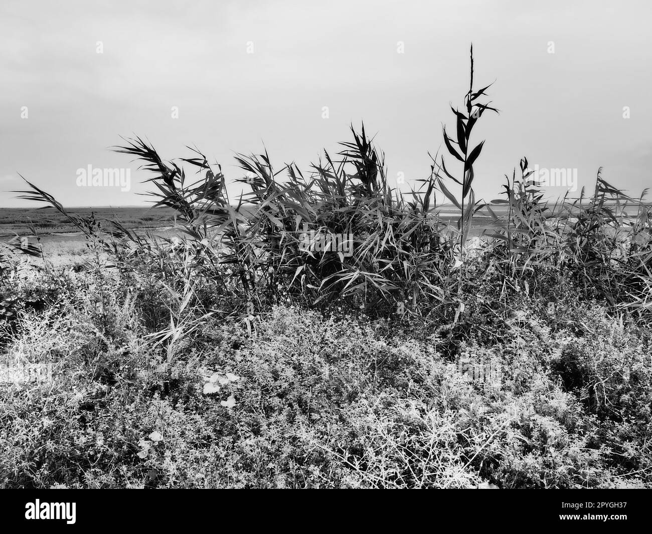 Canna comune, o canna meridionale, Phragmites australis, un'alta erba perenne del genere canna. Flora dell'estuario. Bianco e nero. Terreni con acque sotterranee stagnanti. Tempo tempestoso. Foto Stock