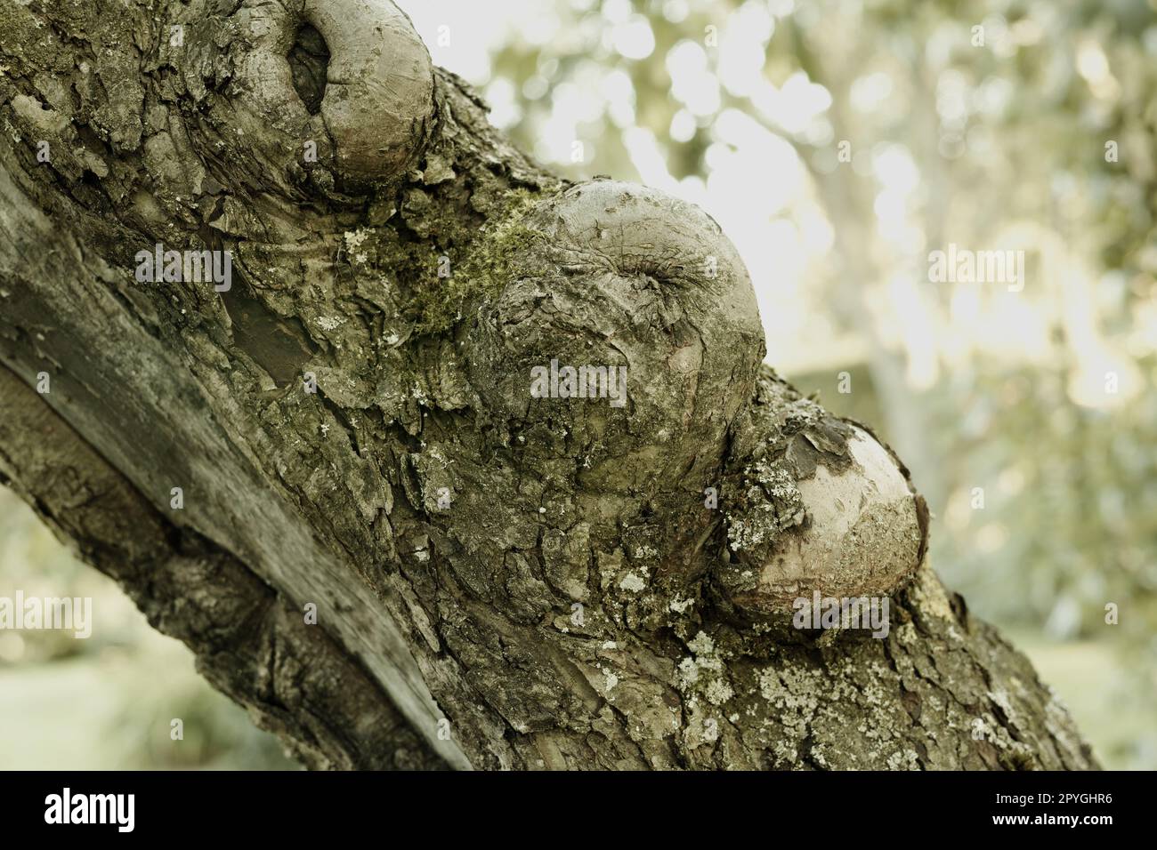 La foresta di troll - Rebild, Danimarca. La foresta incantata nel Parco Nazionale di Rebild, Jutland, Danimarca. Foto Stock