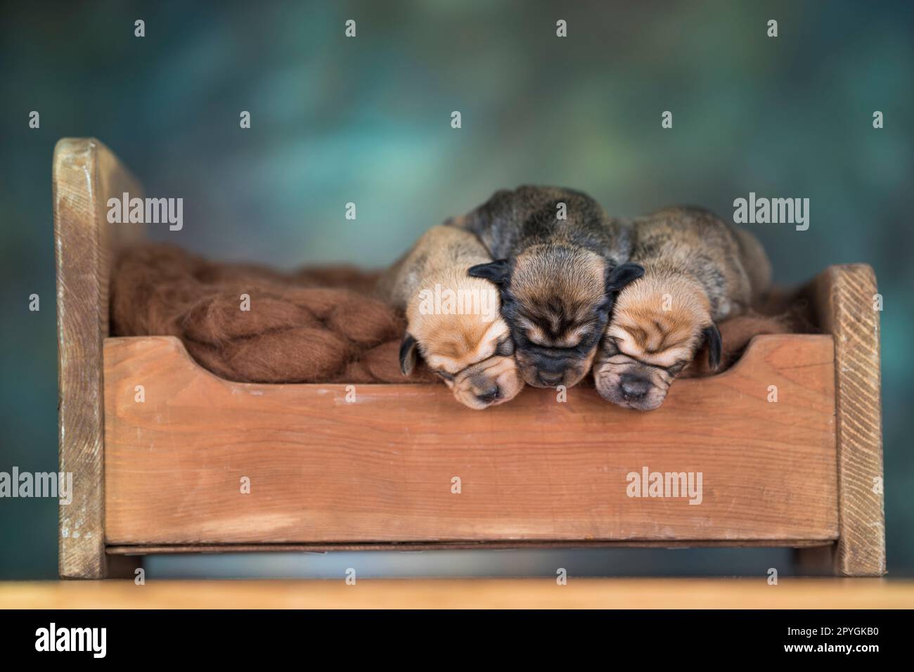 Piccoli cuccioli che dormono a letto Foto Stock