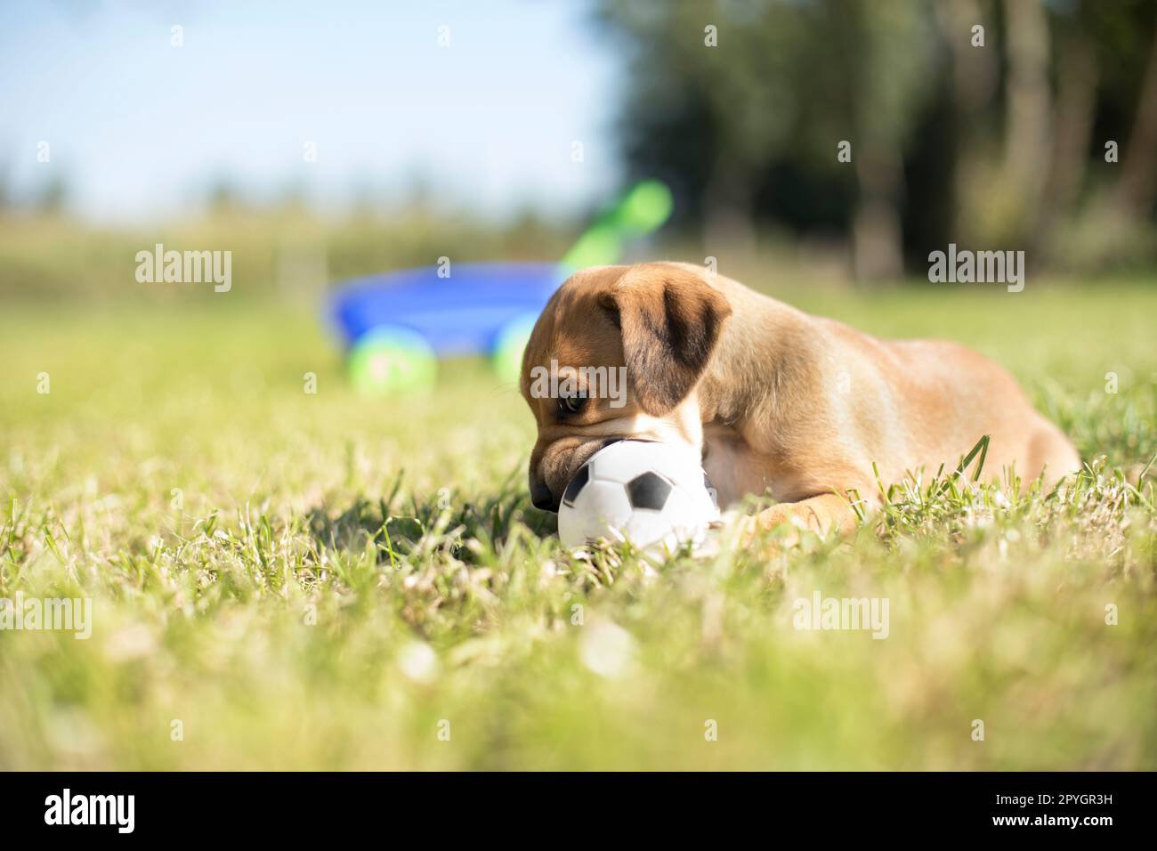 Un piccolo cane sullo sfondo dell'erba Foto Stock
