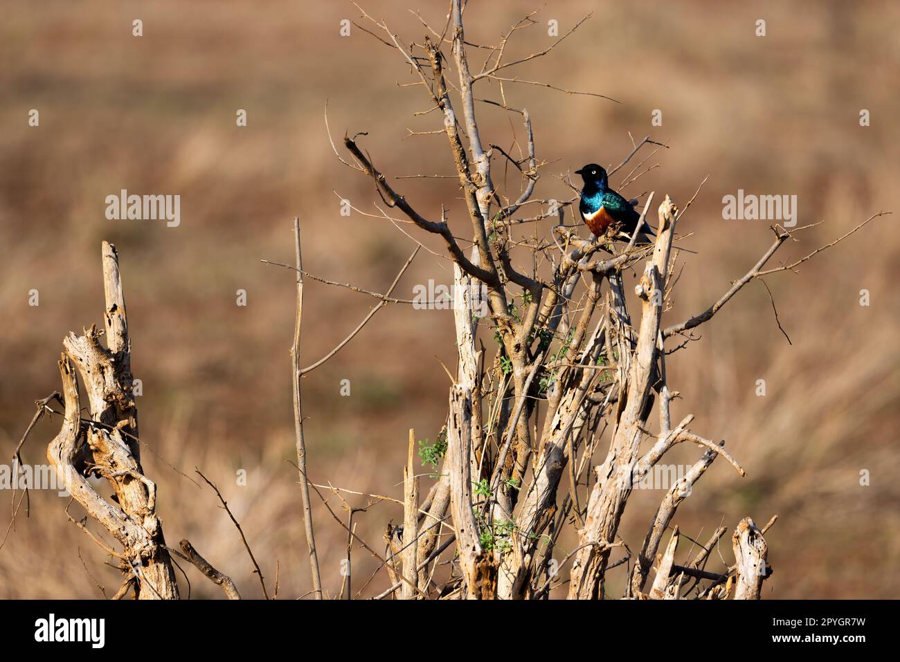 Questa foto in primo piano cattura gli splendidi colori della superba Starling, appollaiata su un arbusto secco nella Riserva Orientale dello Tsavo Keniota. Il suo iridesce Foto Stock