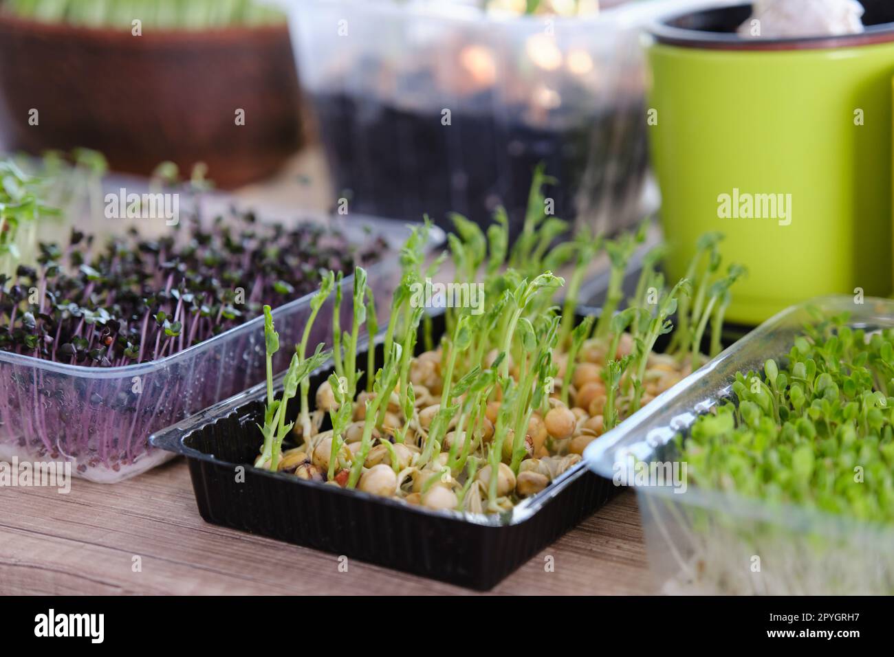 Giardino della cucina - microgreens che crescono sul windowsill a casa Foto Stock