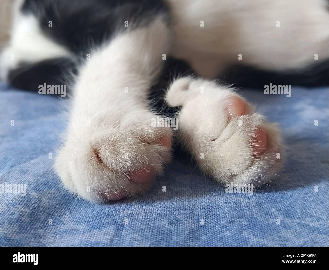 Primi piani delle zampe di un gatto bianco e nero. Il gattino dorme su una coperta blu con le zampe fuori. Foto sfocata intorno ai bordi. Dita morbide e morbide e tamponi rosa per gatto Foto Stock