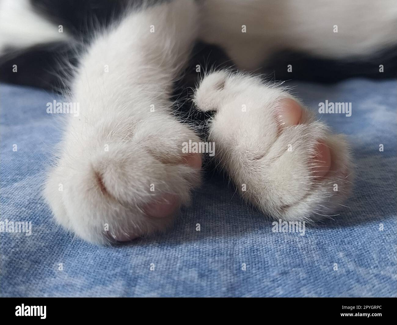 Primi piani delle zampe di un gatto bianco e nero. Il gattino dorme su una coperta blu con le zampe fuori. Foto sfocata intorno ai bordi. Dita morbide e morbide e tamponi rosa per gatto. Foto Stock