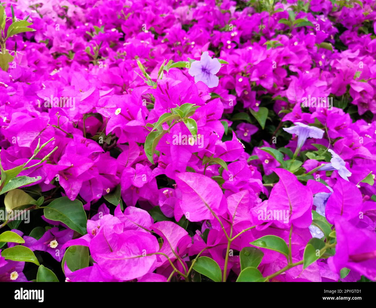 Fioritura di bouganvillea con sfondo floreale. Bouganville rosa brillante come sfondo floreale. Bouganvillea fiori consistenza e sfondo Foto Stock
