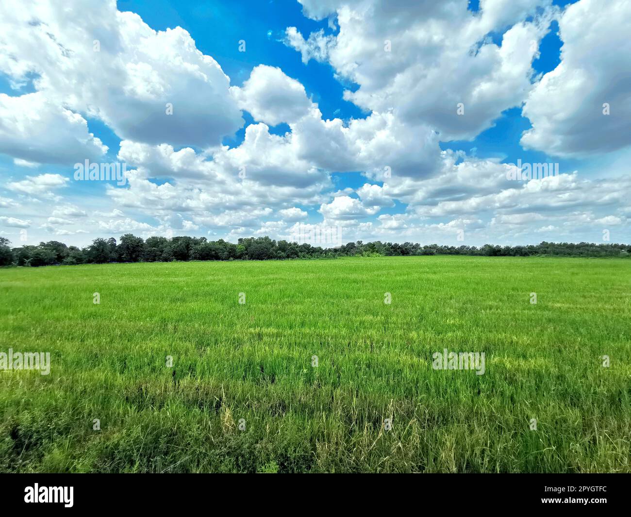 Campo di erba, il verde paesaggio della molla Foto Stock