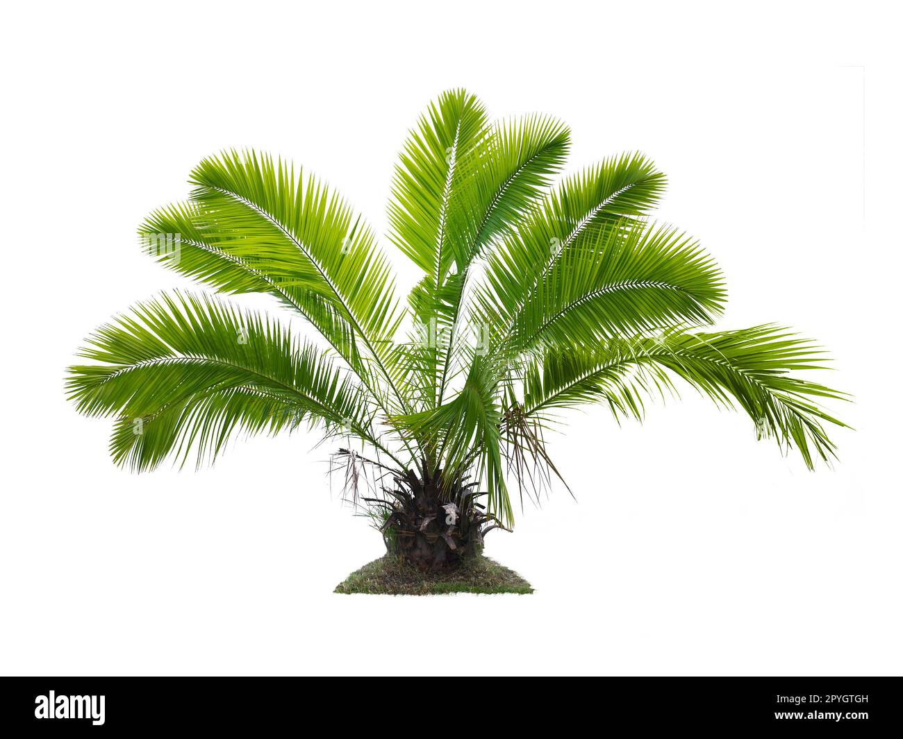 Palm tree su sfondo bianco Foto Stock