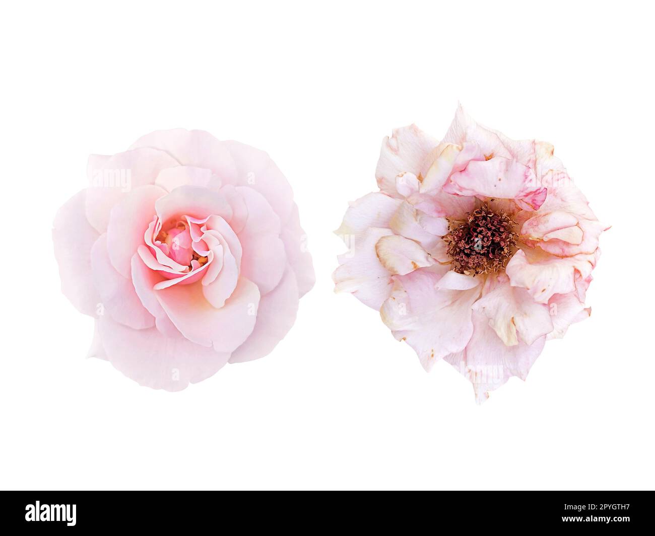 rosa chiaro fiore e rose leggermente appassite isolato su sfondo bianco Foto Stock