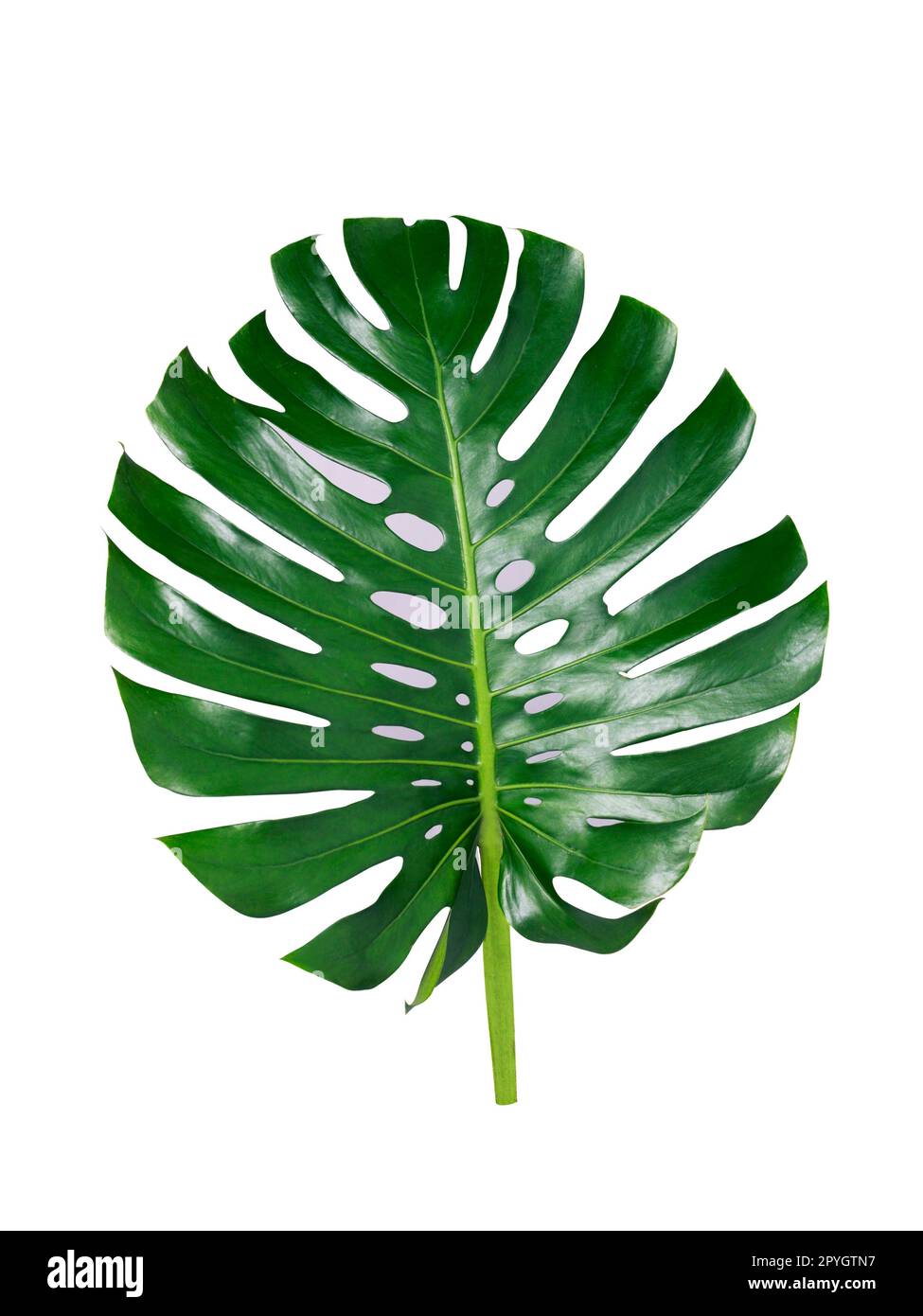 Giungla tropicale Monstera foglie isolate, Swiss Cheese Plant, isolato su sfondo bianco Foto Stock