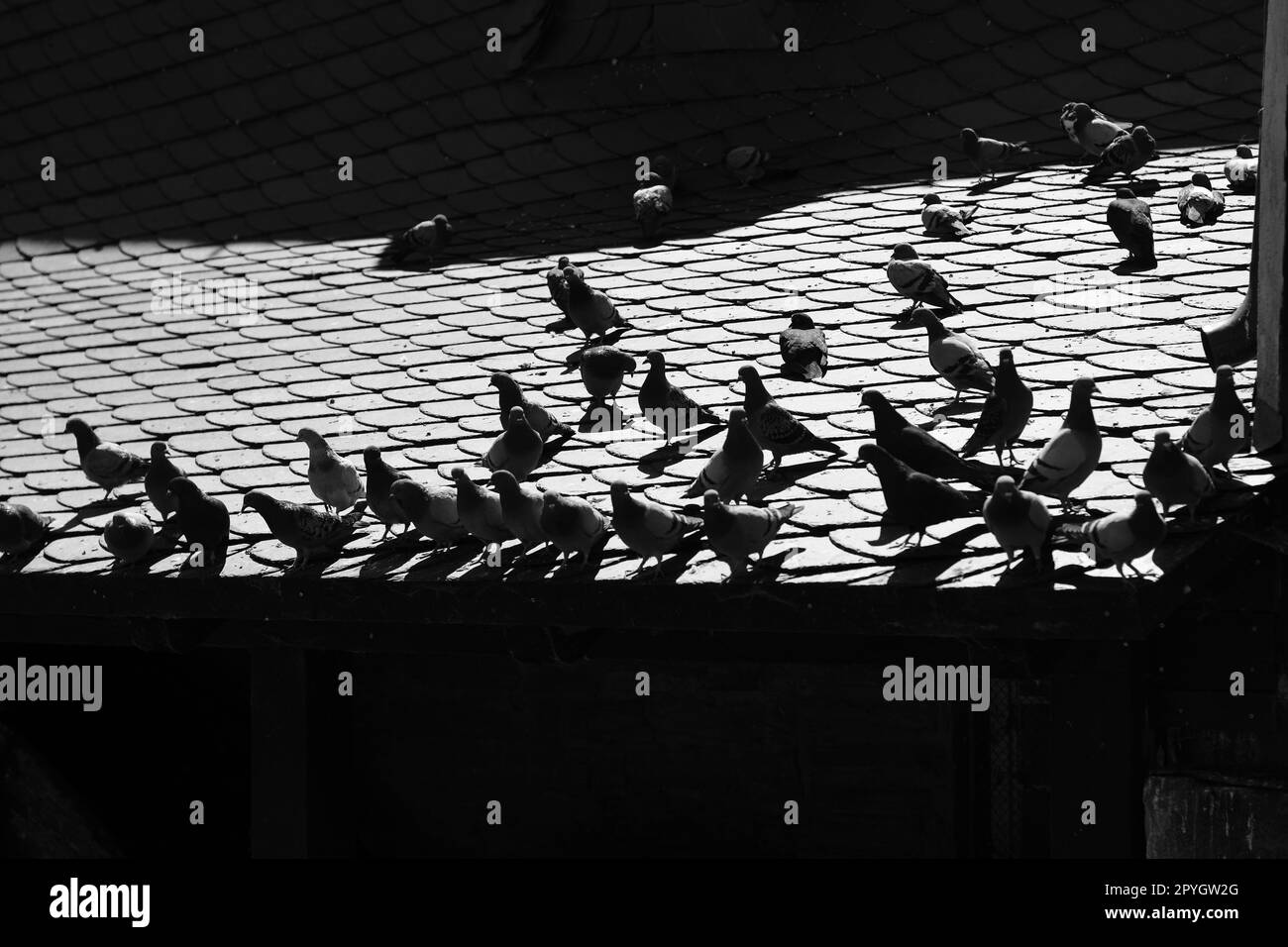 Molti piccioni su un tetto di ardesia di una casa storica Foto Stock