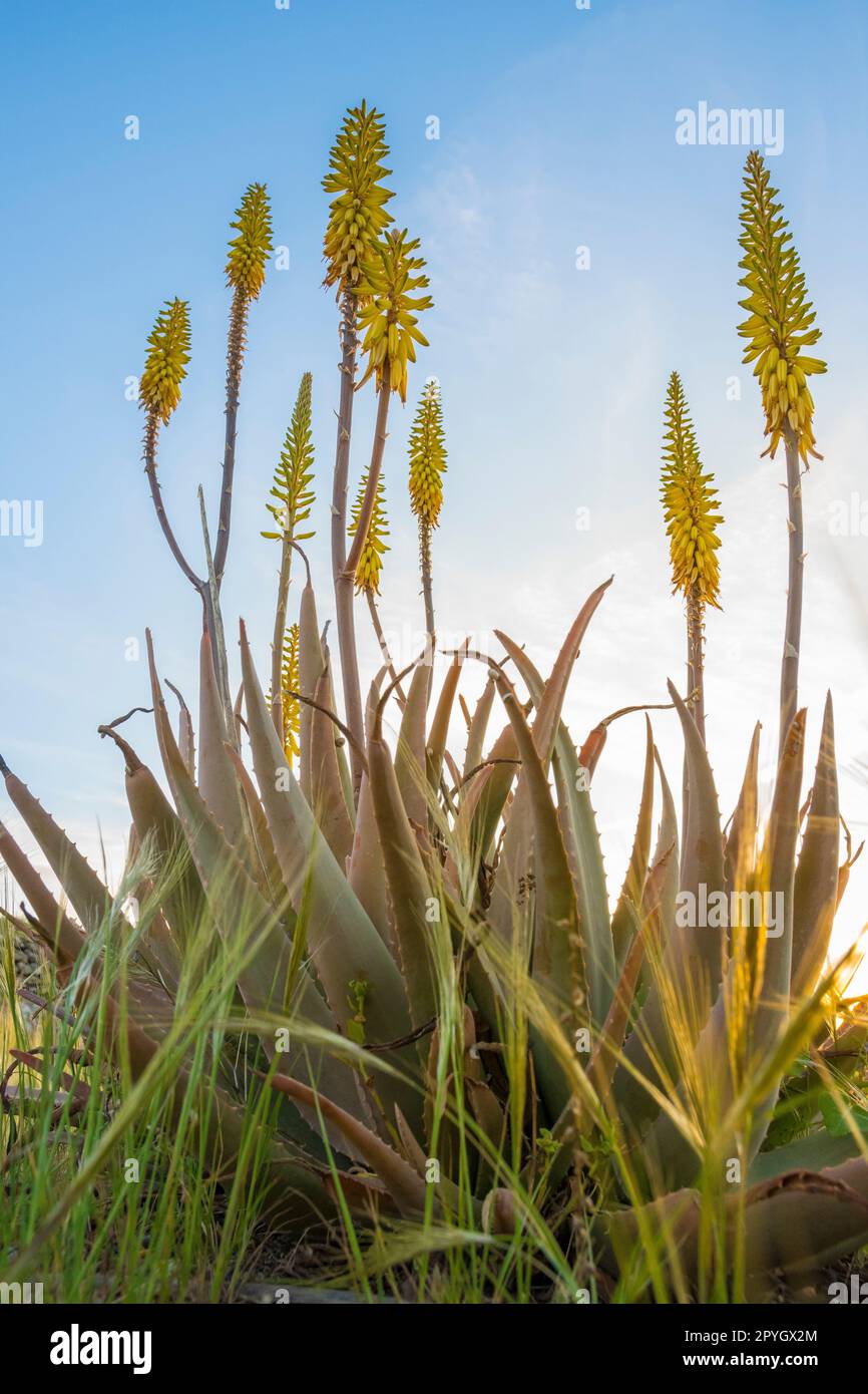 Ripresa verticale con campo ad angolo basso di fiori gialli di Aloe vera in primavera Foto Stock