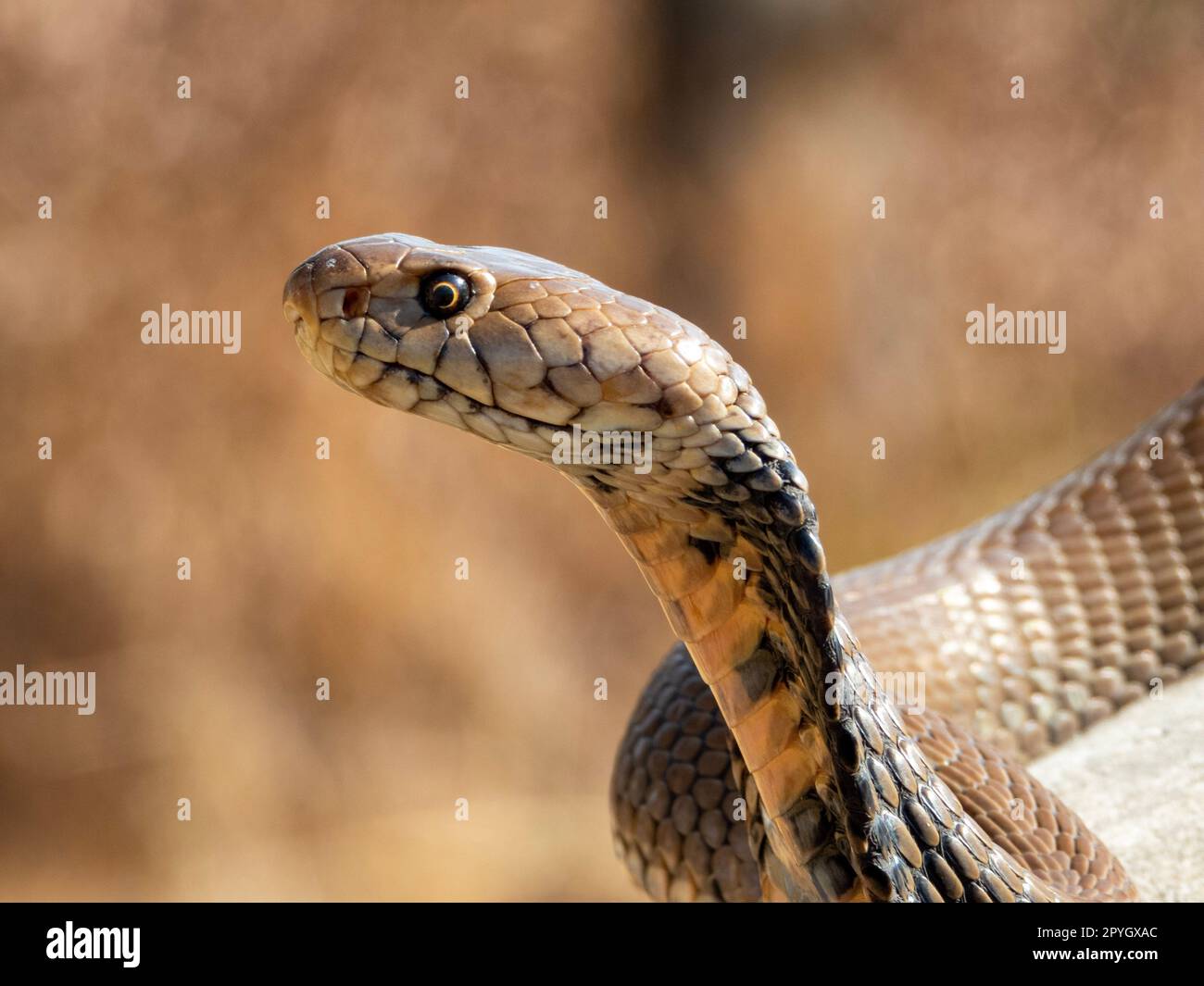 Un focus selettivo di un Mozambico che sputava Cobra in una posa di attacco Foto Stock
