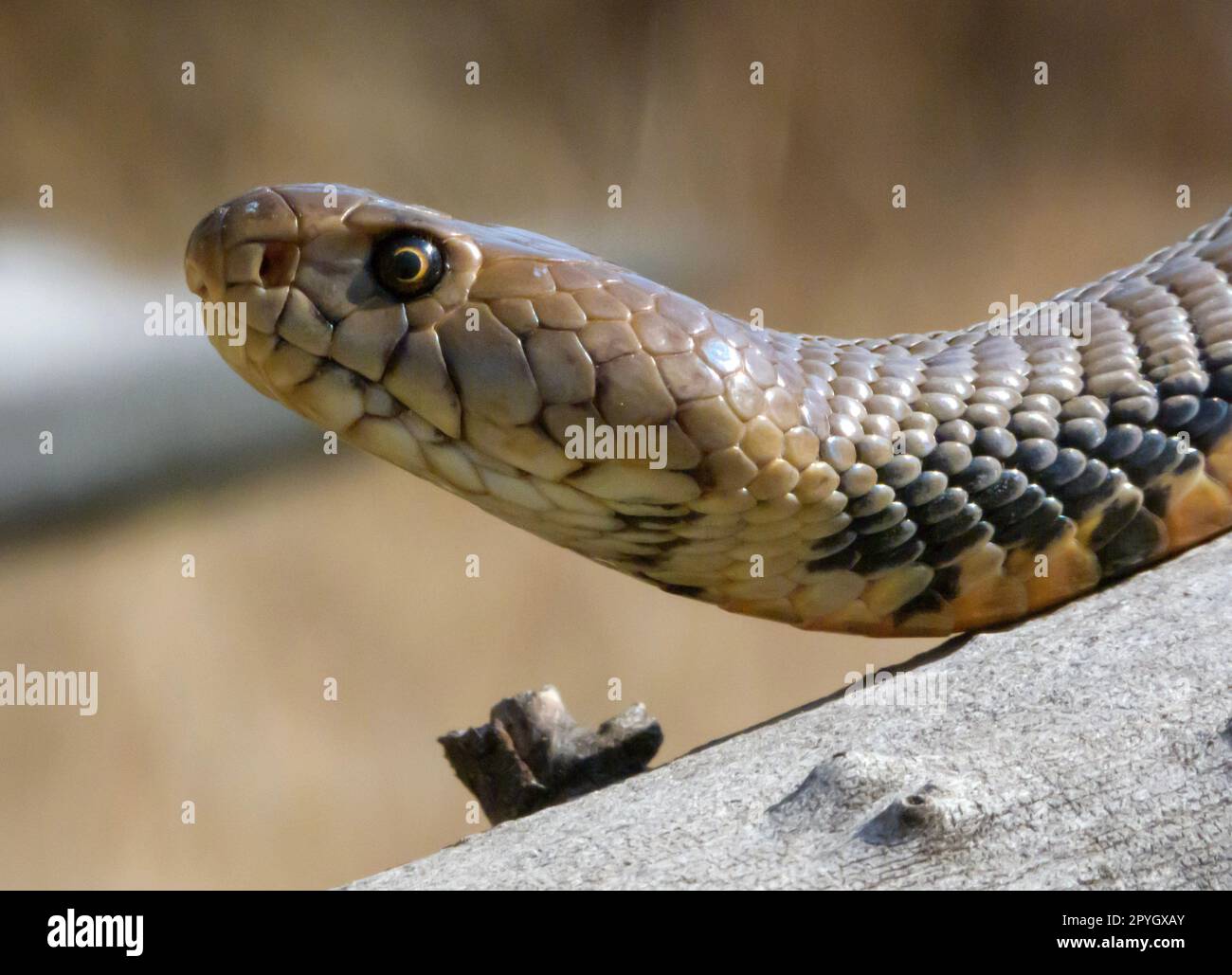 Un focus selettivo di un Mozambico che sputava Cobra in una posa di attacco Foto Stock