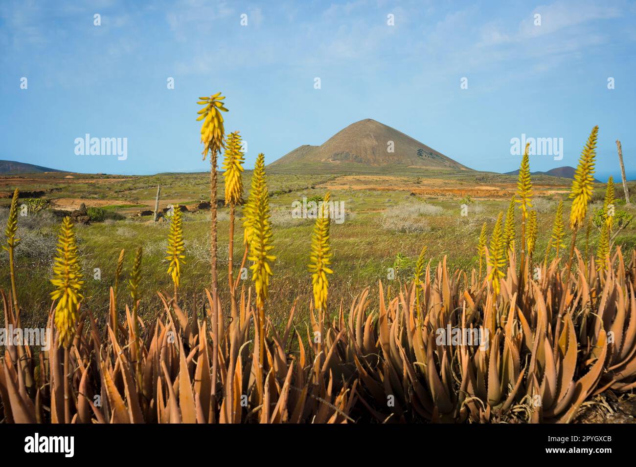 Primavera a Lanzarote, con vista del paesaggio vulcanico sul monte Guenia e fiori di Agave in primo piano. Foto Stock