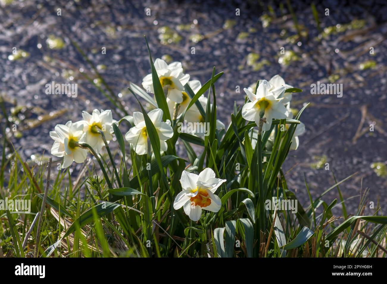 fiori di narcisi bianchi Foto Stock