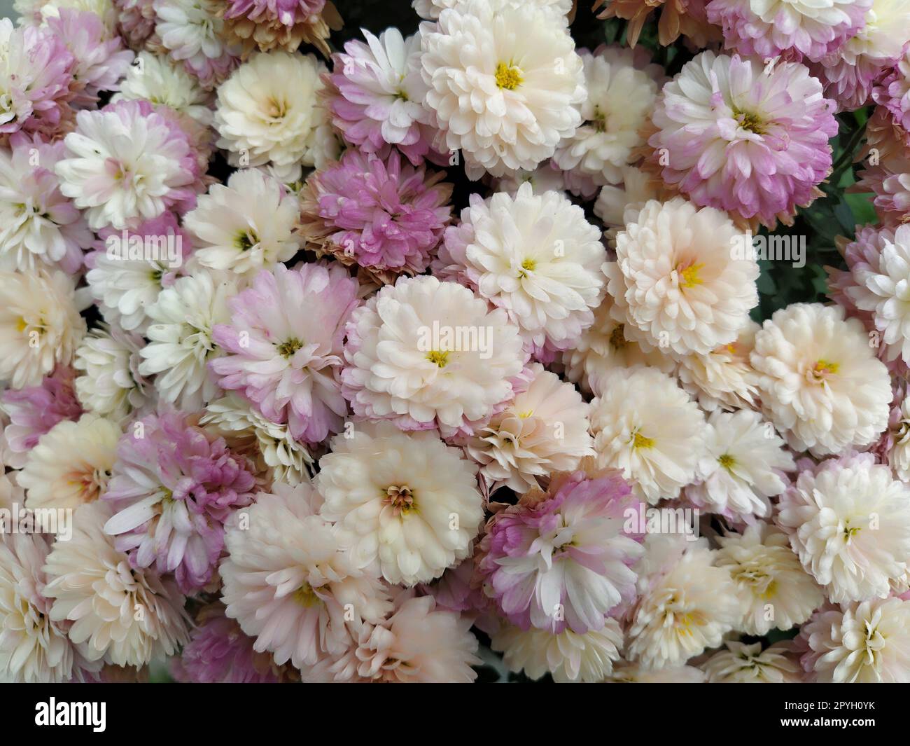 Sfondo con pareti di fiori con incredibili fiori di crisantemo bianco, rosa, viola e giallo. Decorazioni nuziali. Bellissimo fiore sfondo muro cattivo. Design paesaggistico del giardino autunnale. Foto Stock