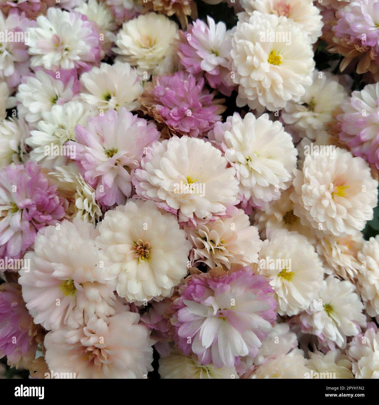 Sfondo con pareti di fiori con incredibili fiori di crisantemo bianco, rosa, viola e giallo. Decorazioni nuziali. Bellissimo fiore sfondo muro cattivo. Design paesaggistico del giardino autunnale. Foto Stock