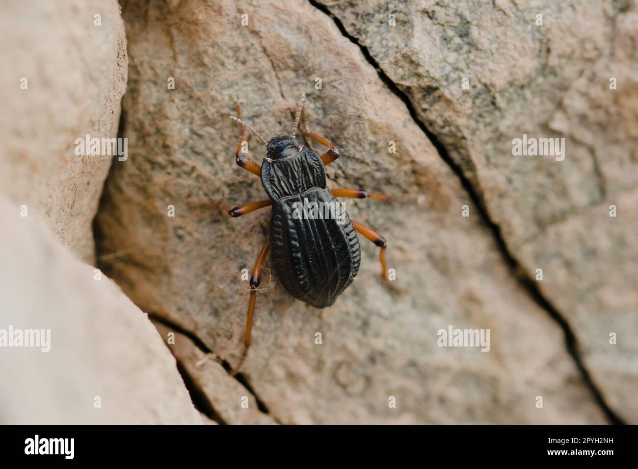 Scarabeo scuro (Epipenodota sp.) Avvistato nella riserva naturale di Villavicencio, a Mendoza, Argentina. Scatto macro. Foto Stock