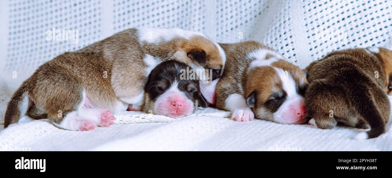 Ritratto di quattro cuccioli dolci di corgi gallesi pembroke che sognano di dormire in diverse pose su un motivo di cotone bianco. Foto Stock