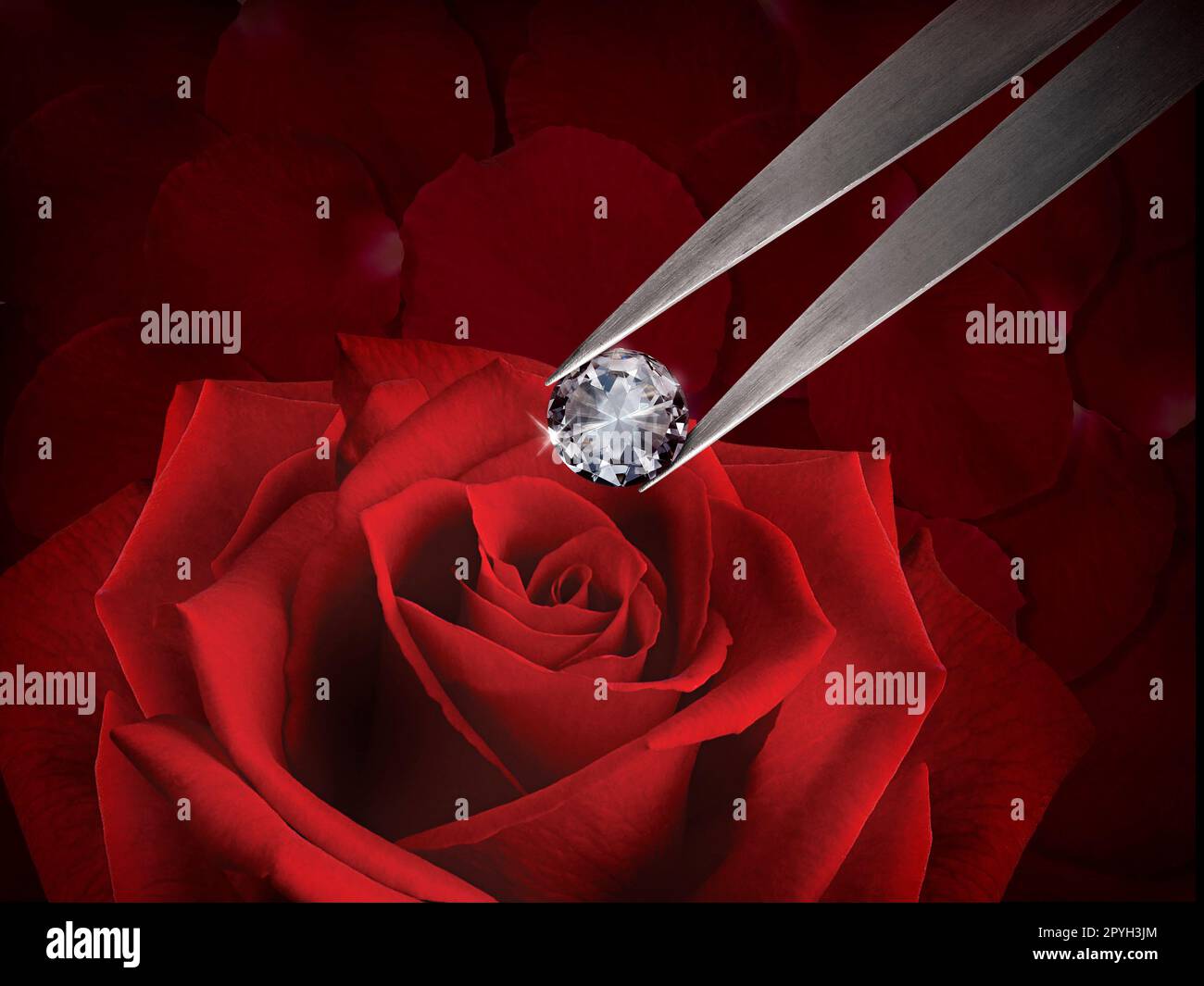 Scintillante diamante in pinzette sullo sfondo di bellissimi petali di rosa rossa Foto Stock