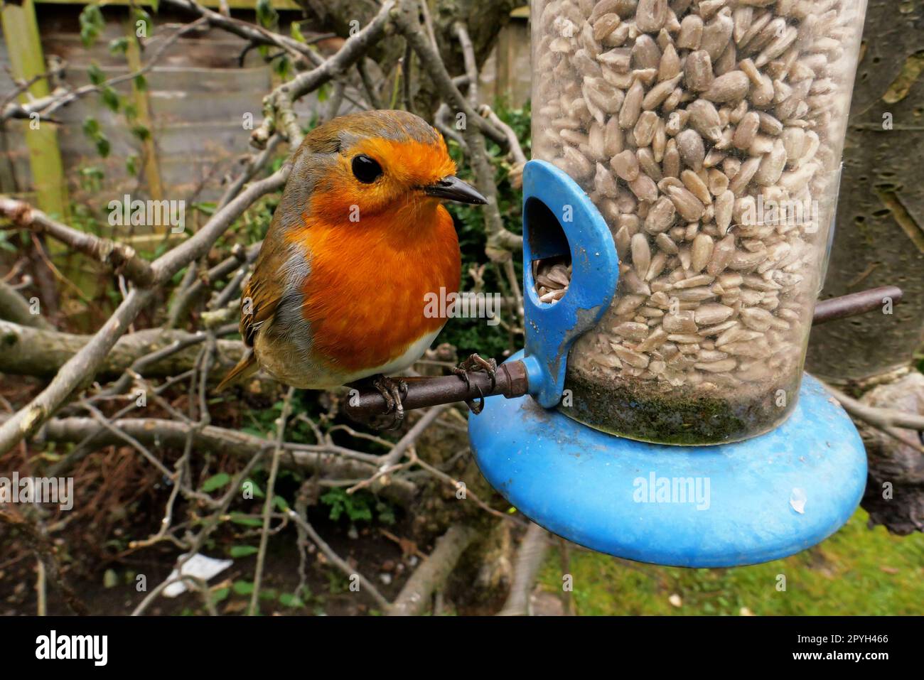 Robin redbreast Close-up English Indietro Giardino Bird Feeder Uccelli in inverno 2023 allattamento da semi di girasole Foto Stock