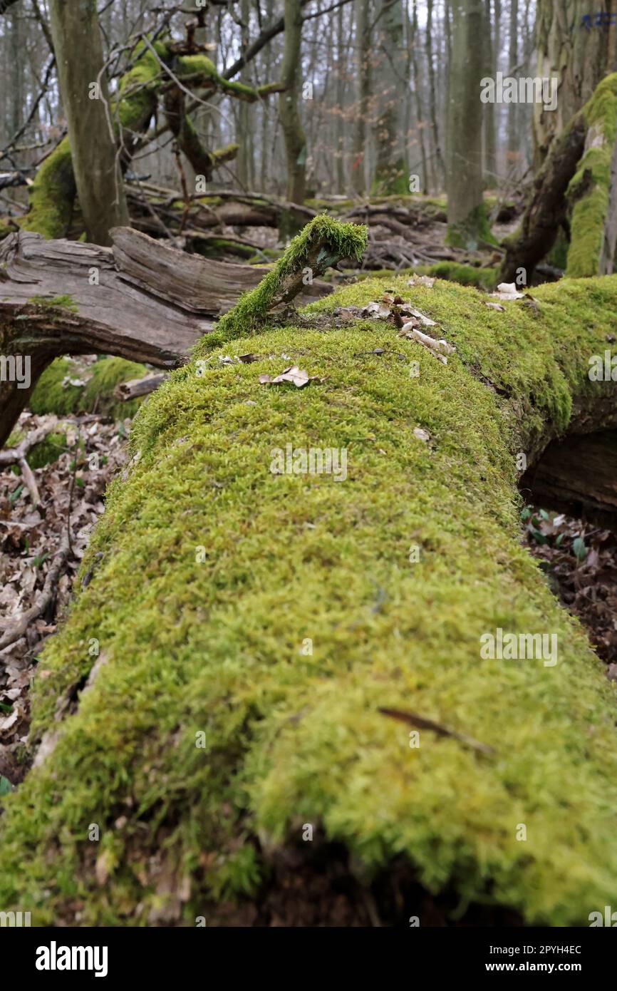 vecchio albero morto sopravperso di muschio Foto Stock