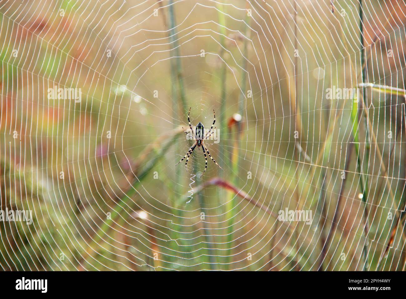 Spider seduto sui raggi di sole. Insetti che vivono nei campi estivi Foto Stock
