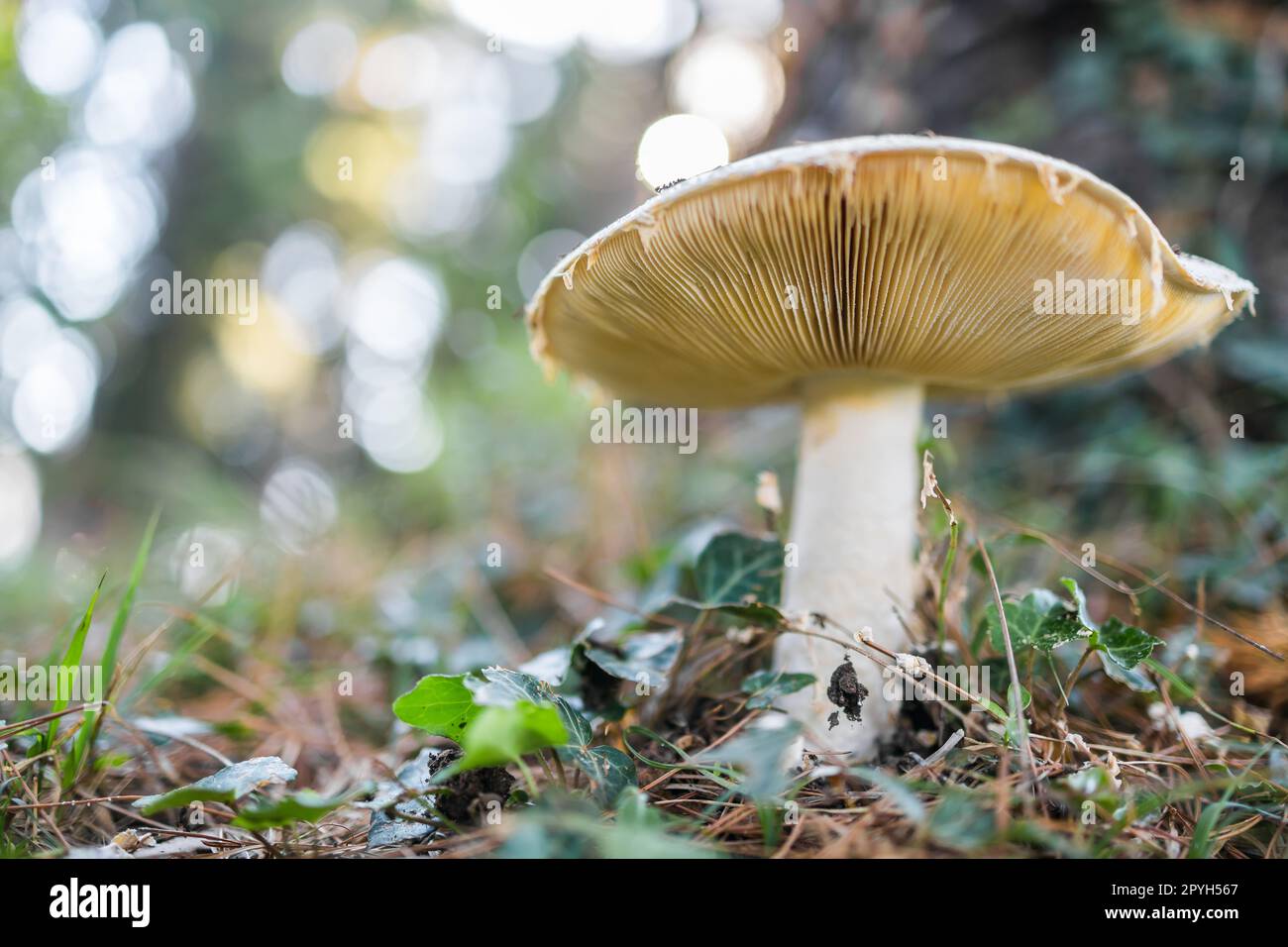Fungo marrone Foresta su fondo naturale . Copia spazio e spazio vuoto per pubblicità o testo Foto Stock