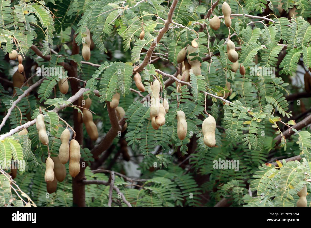 Tamarindenbaum (Tamarindus indica), auch Indische Dattel oder Sauerdattel - BlÃ¤tter und HÃ¼lsenfrÃ¼chte Foto Stock