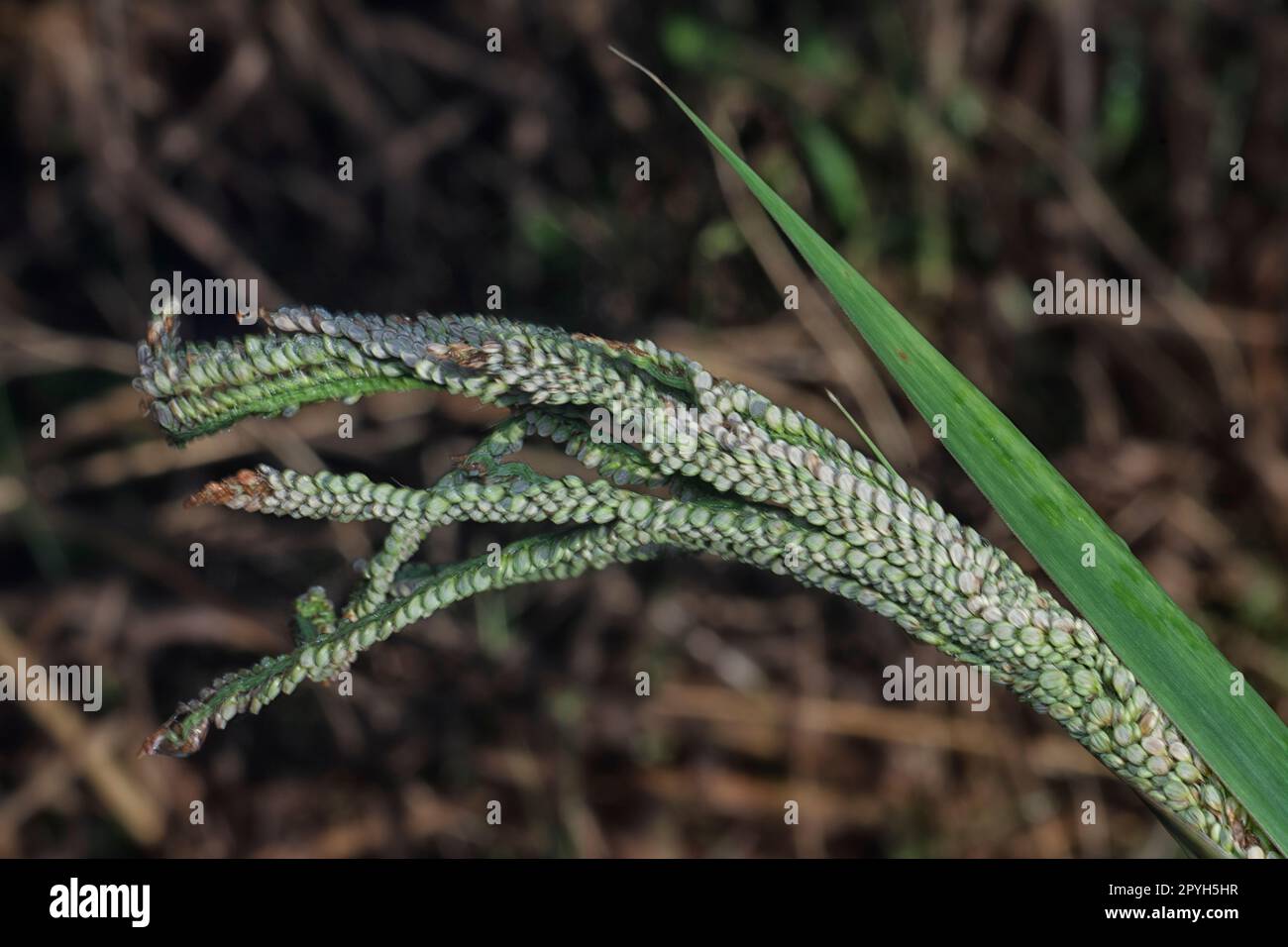 chiudere lo stelo del seme del gambo di paspalum. Foto Stock