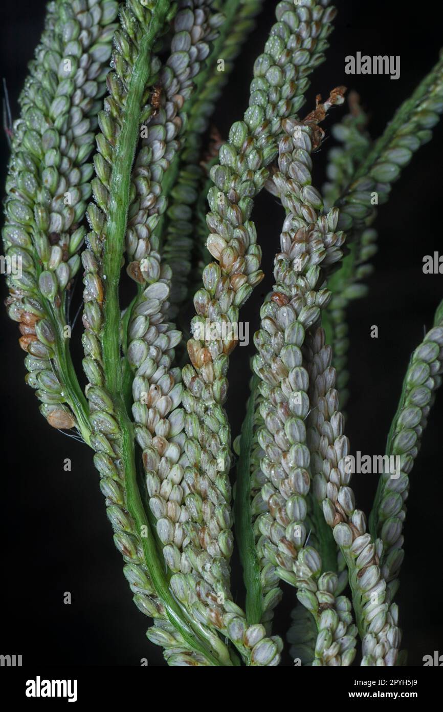 chiudere lo stelo del seme del gambo di paspalum. Foto Stock