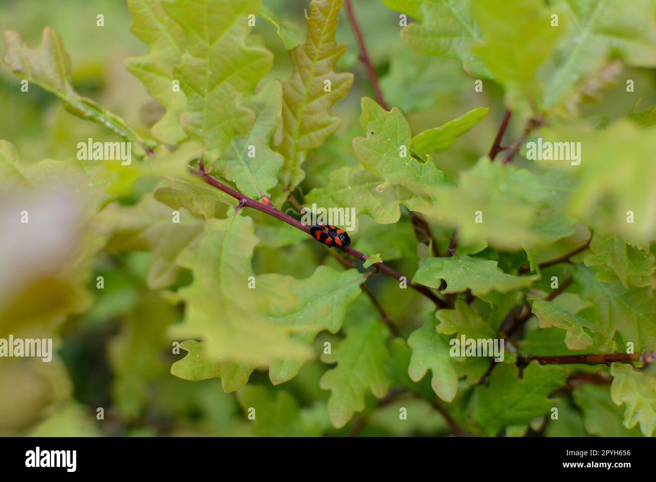 Una cicada rossa su una pianta Foto Stock