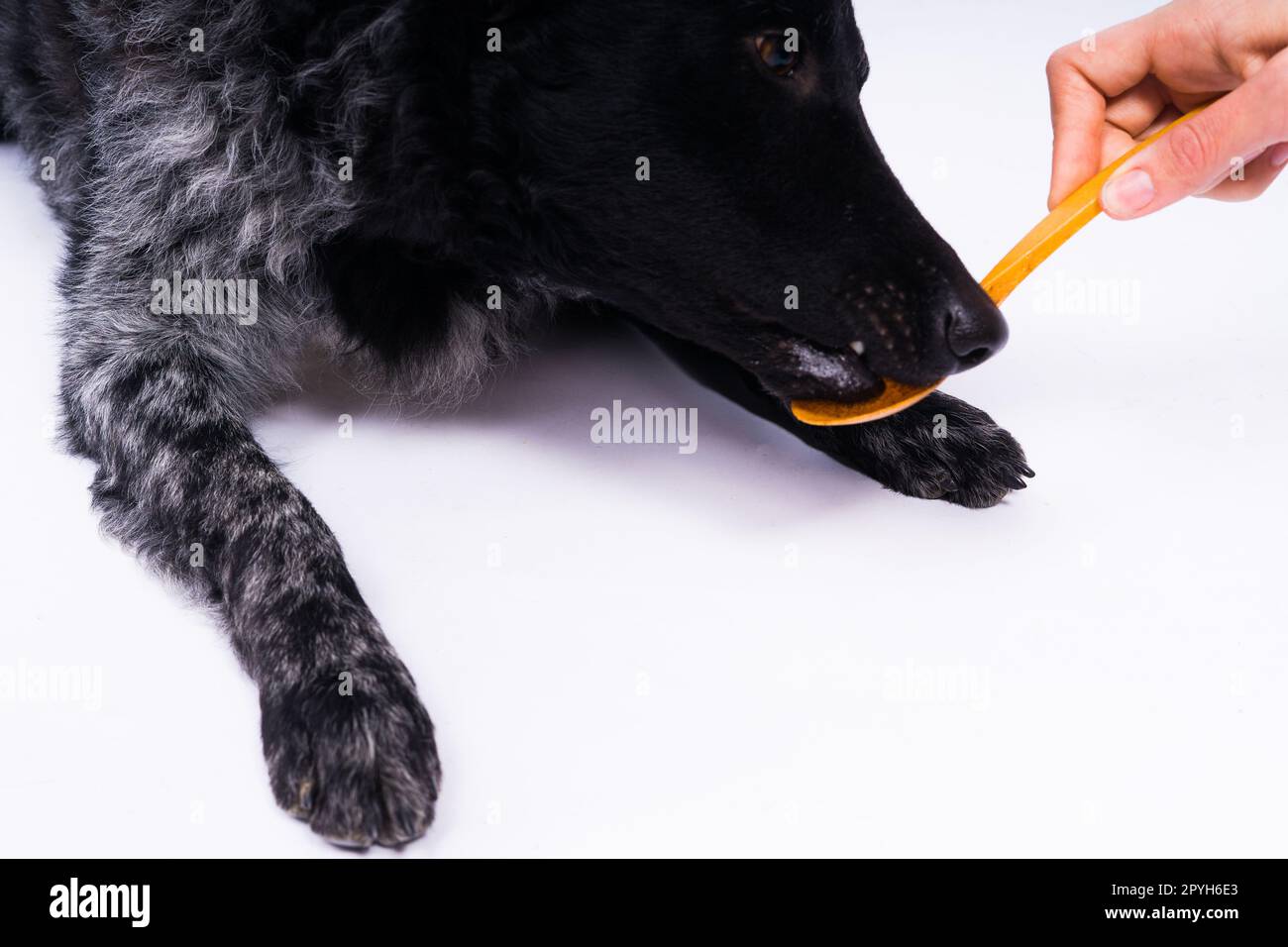 Donna che alimenta il cane mudi in studio o a casa, primo piano Foto Stock