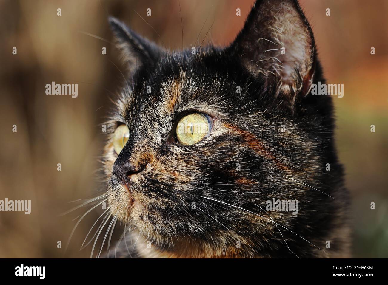 Primo piano della testa di un giovane gatto a guscio di tartaruga Foto Stock