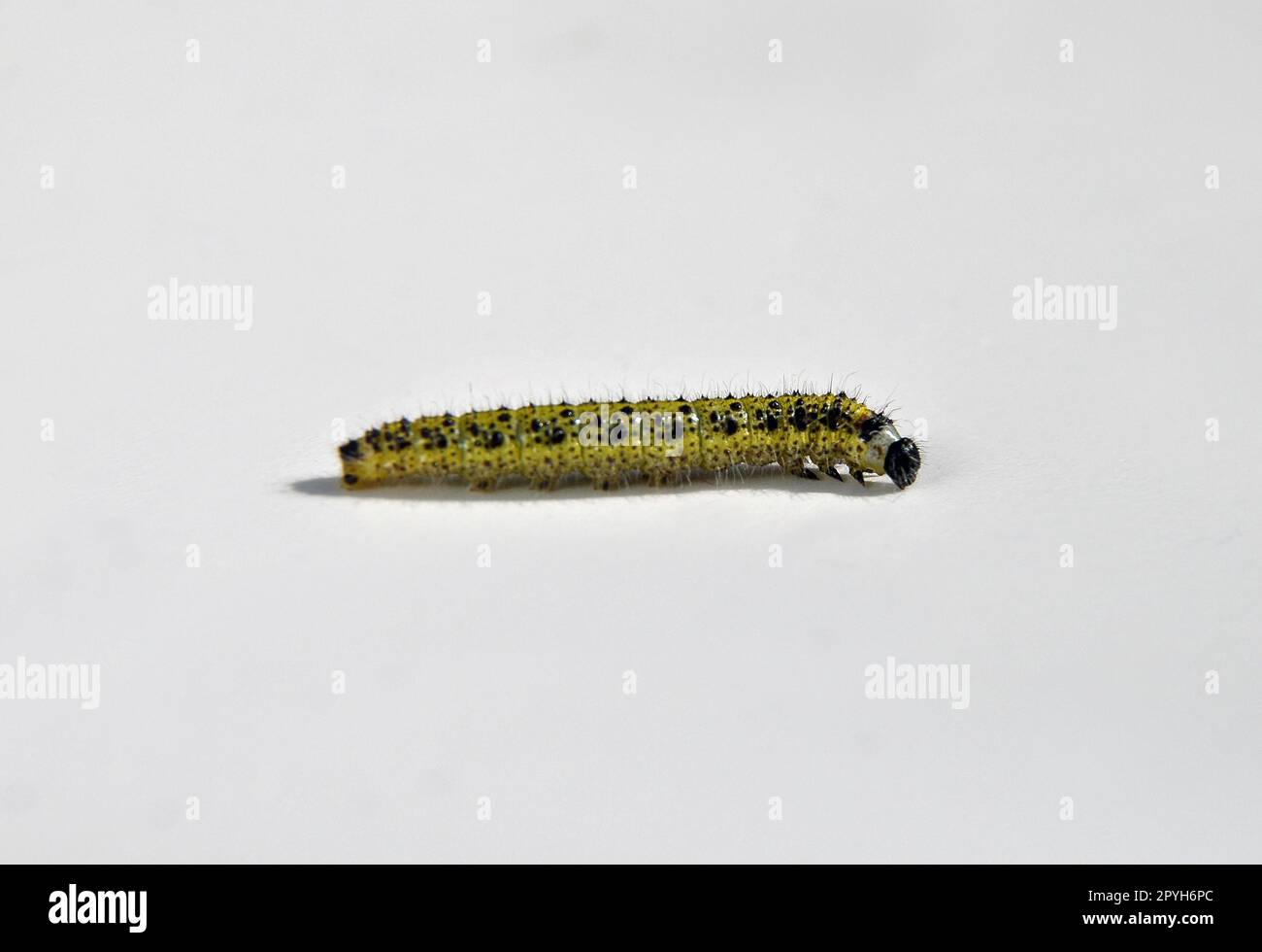 cavolo bianco caterpillar su sfondo chiaro Foto Stock