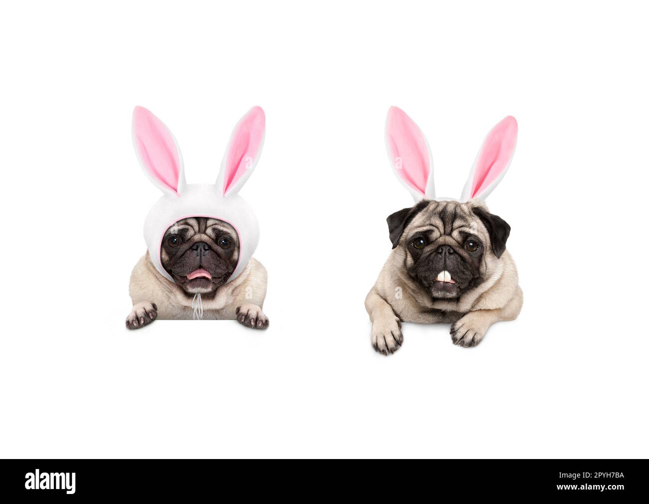 Due graziosi pug cucciolo cani, travestiti da conigli pasquali, appeso con zampe su banner bianco, isolato Foto Stock