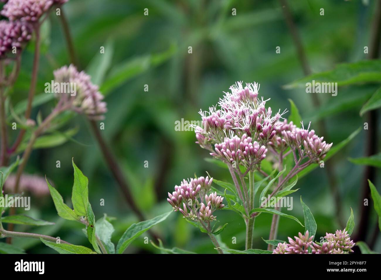 Wasserdost Foto Stock