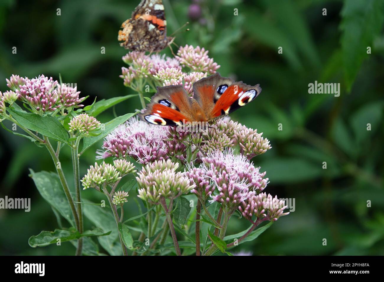 Tagpfauenauge auf Wasserdost Foto Stock