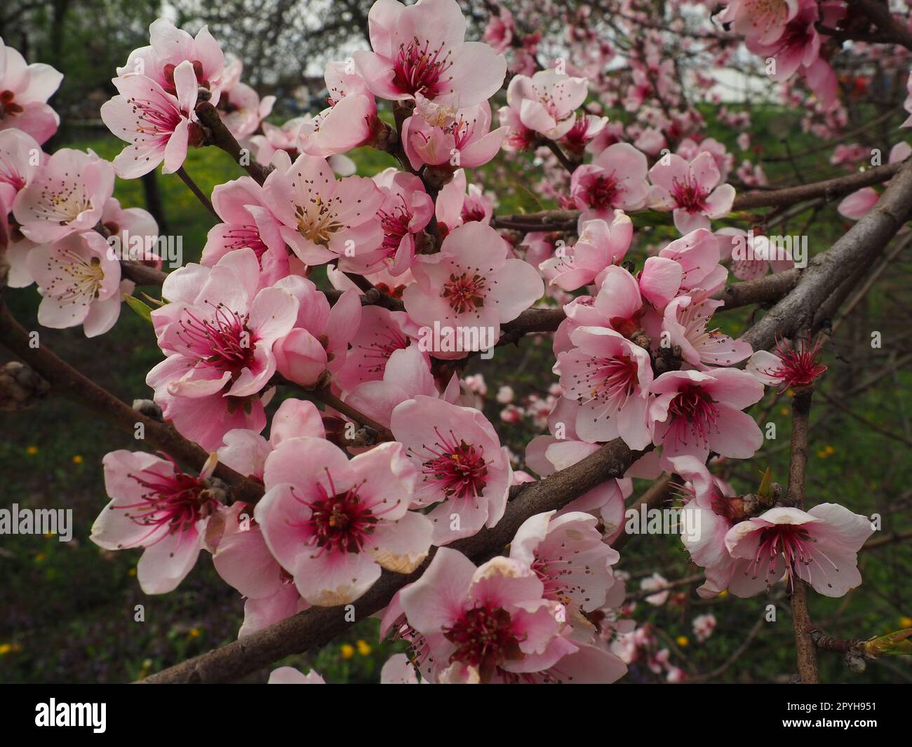 Ramo di albicocca o pesca con fiori in fiore primaverile. Un'ape ronzante si sta godendo l'incantevole paesaggio rosa. Fiori primaverili viola rosa Foto Stock