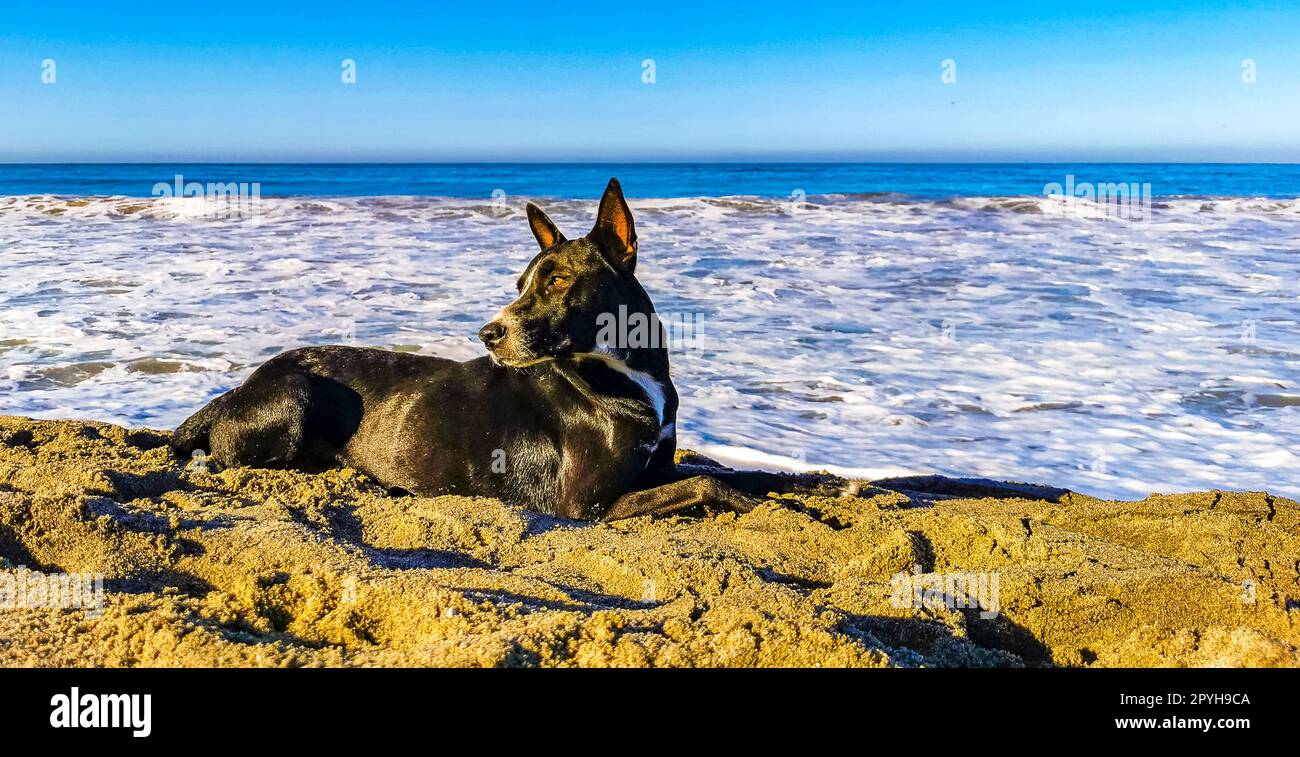 Cane che si rilassa sdraiato sulla spiaggia di sabbia nel soleggiato Messico. Foto Stock