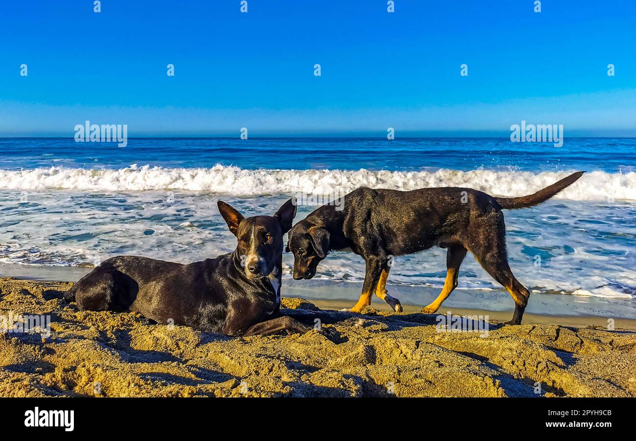 I cani si rilassano giocando sulla sabbia sulla spiaggia con le palme del Messico. Foto Stock