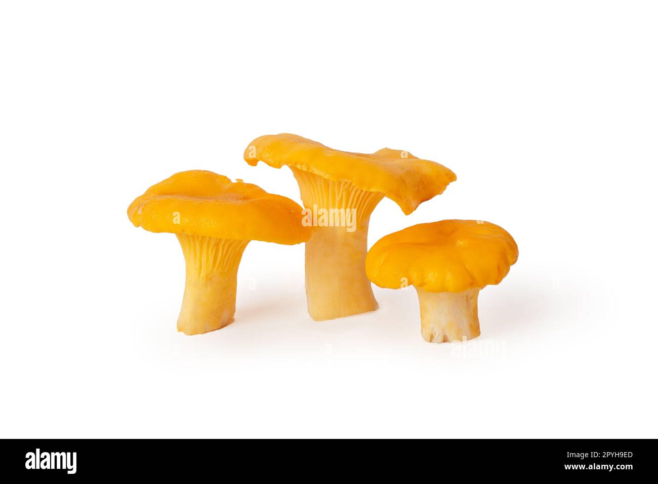 Tre funghi gialli arancioni succose e deliziose chanterelle dorate, cappelli ricci sulla gamba carnosa. Isolato su sfondo bianco Foto Stock