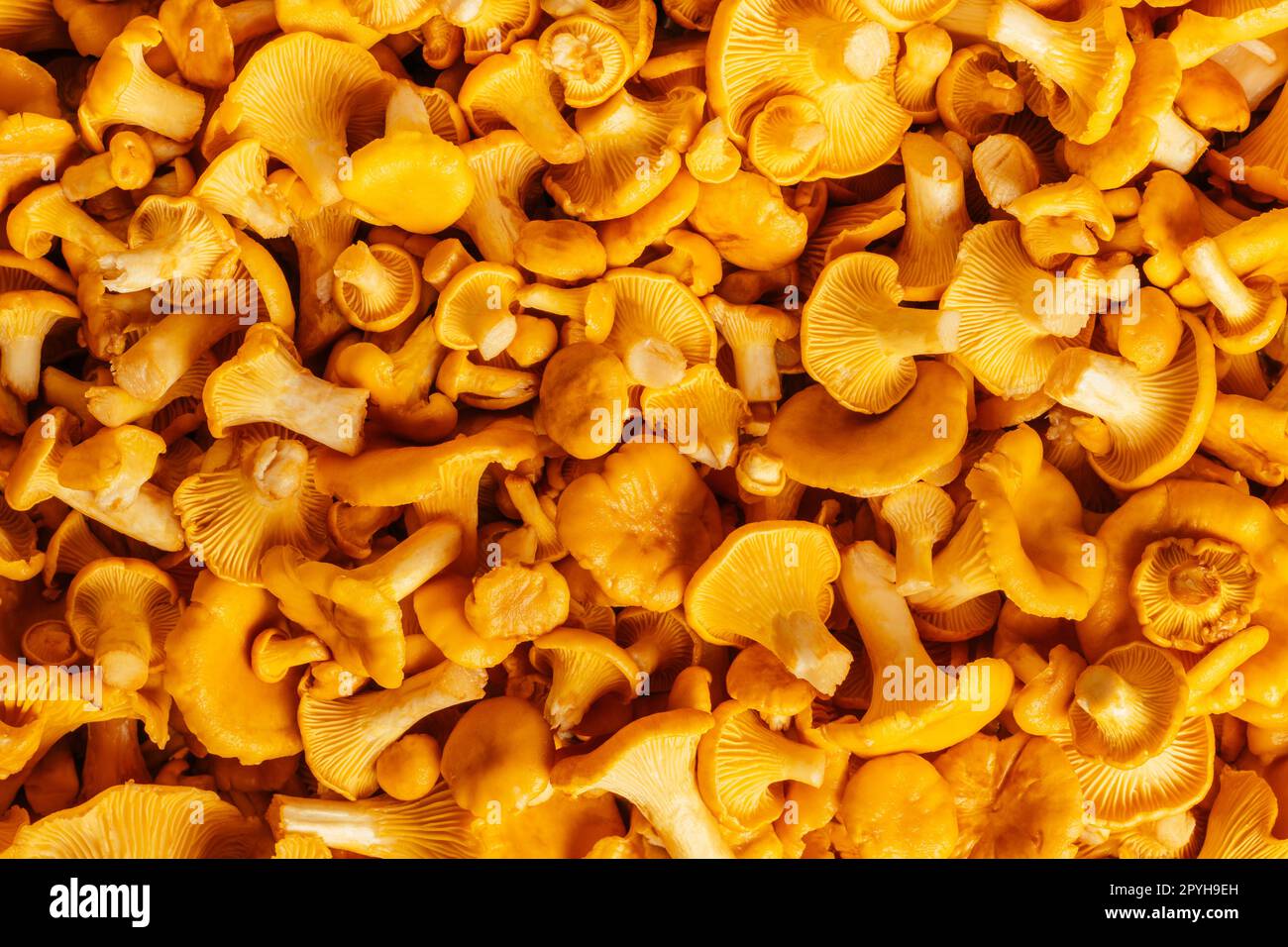 Funghi gialli sfondo succosa deliziosa Cantharellus cibarius canterelle dorate su una gamba carnosa. Primo piano. Vista dall'alto Foto Stock