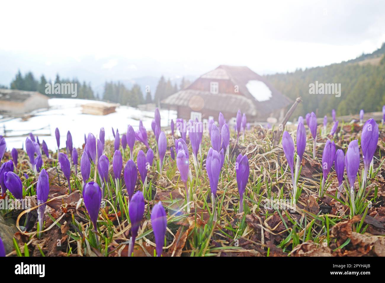 Croci che crescono vicino a casa. Fiori nella neve. Una cascata di bellissimi crocchi Foto Stock