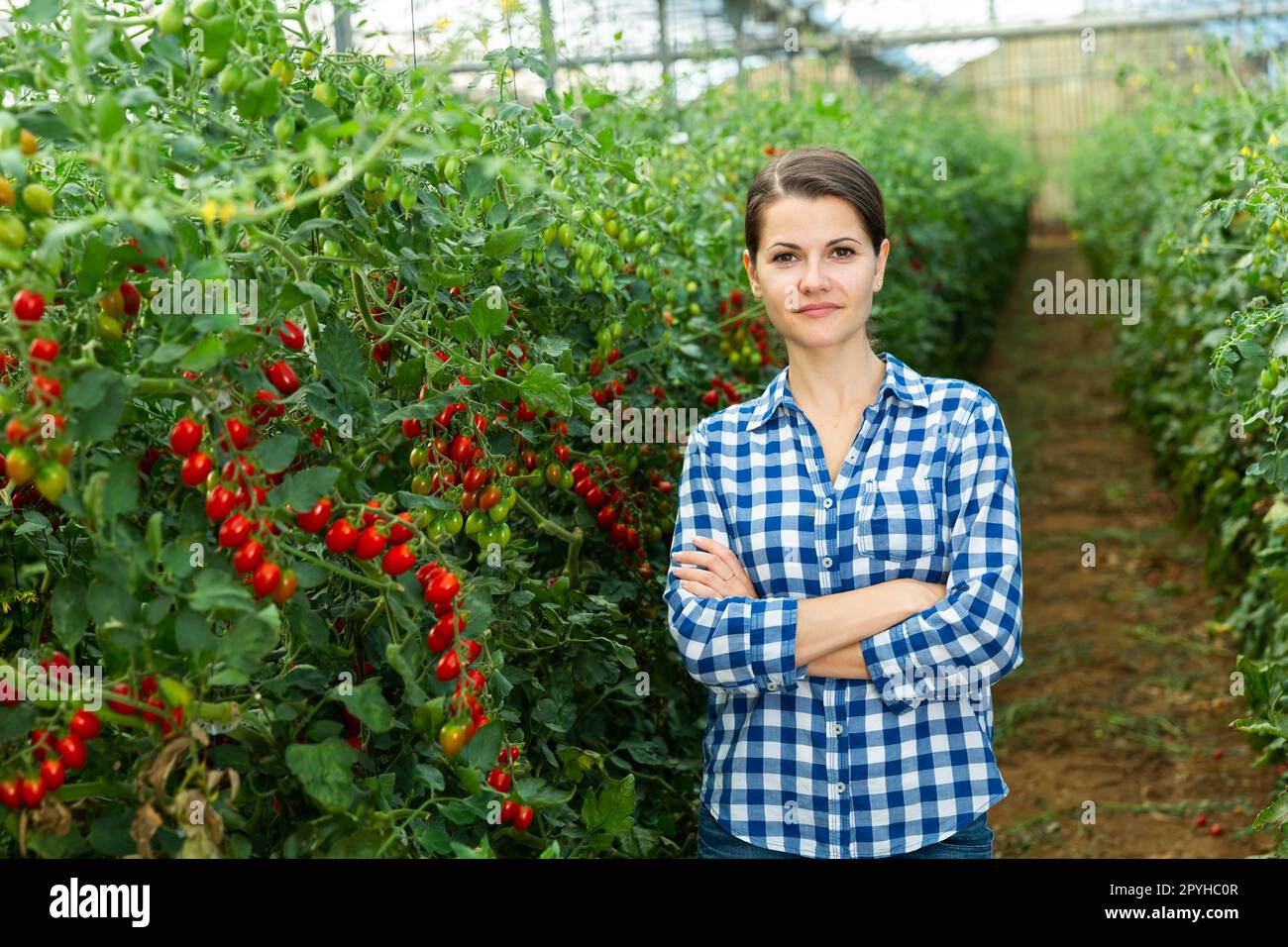 Donna contadina con pomodori ciliegini in serra Foto Stock