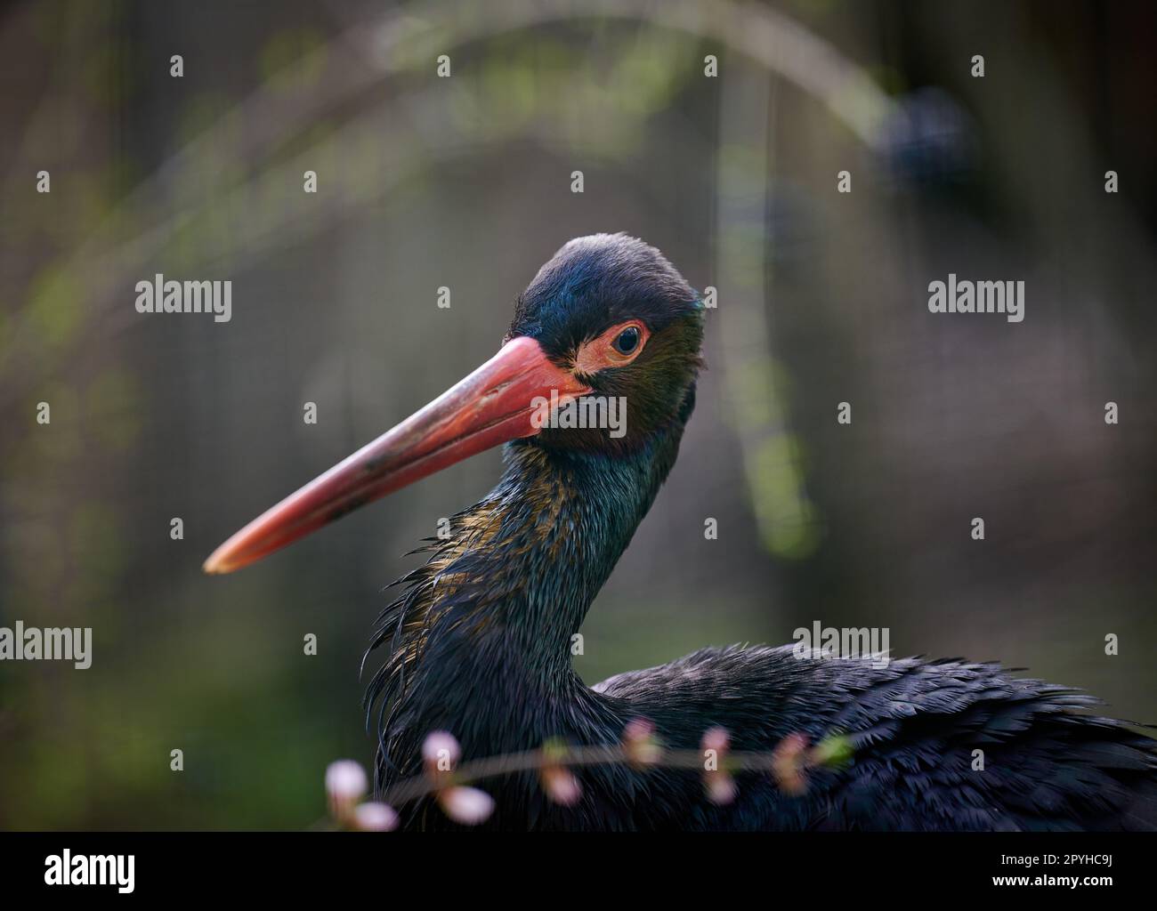 Ritratto di una cicogna nera in natura, uccello selvatico Foto Stock